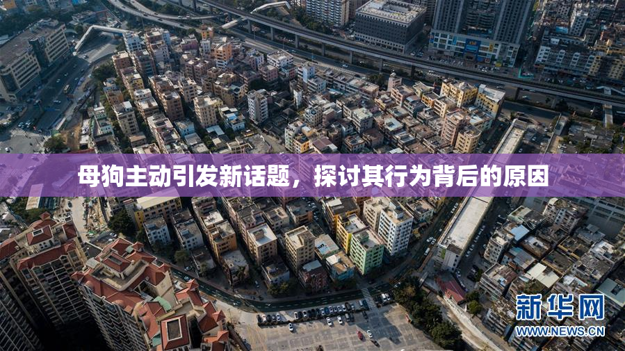 母狗主动引发新话题，探讨其行为背后的原因
