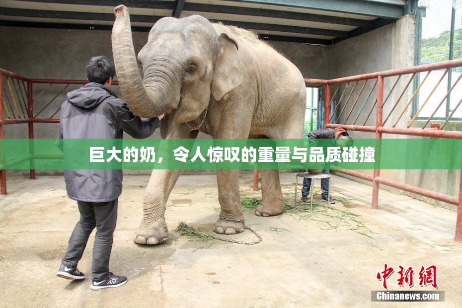 巨大的奶，令人惊叹的重量与品质碰撞
