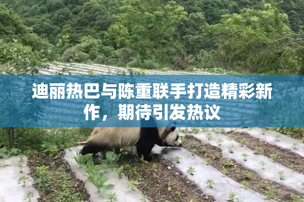 迪丽热巴与陈重联手打造精彩新作，期待引发热议