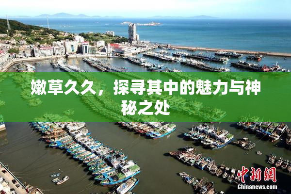 嫩草久久，探寻其中的魅力与神秘之处