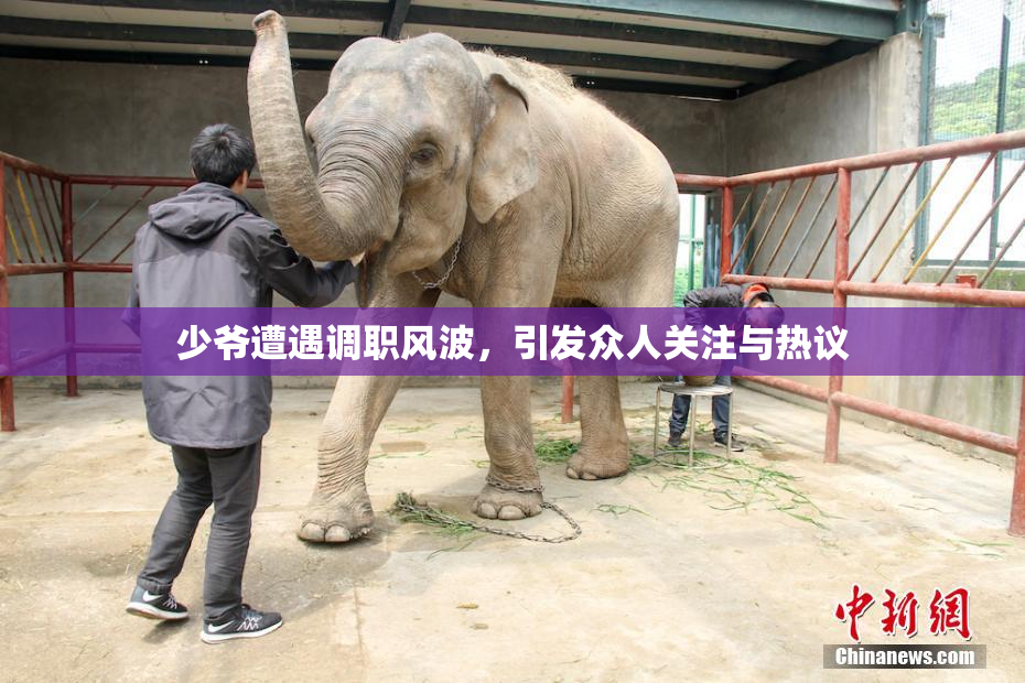少爷遭遇调职风波，引发众人关注与热议