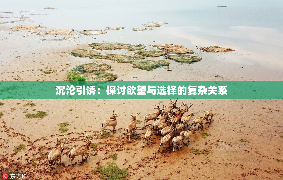 沉沦引诱：探讨欲望与选择的复杂关系