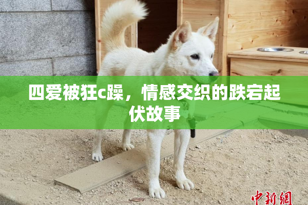 四爱被狂c躁，情感交织的跌宕起伏故事