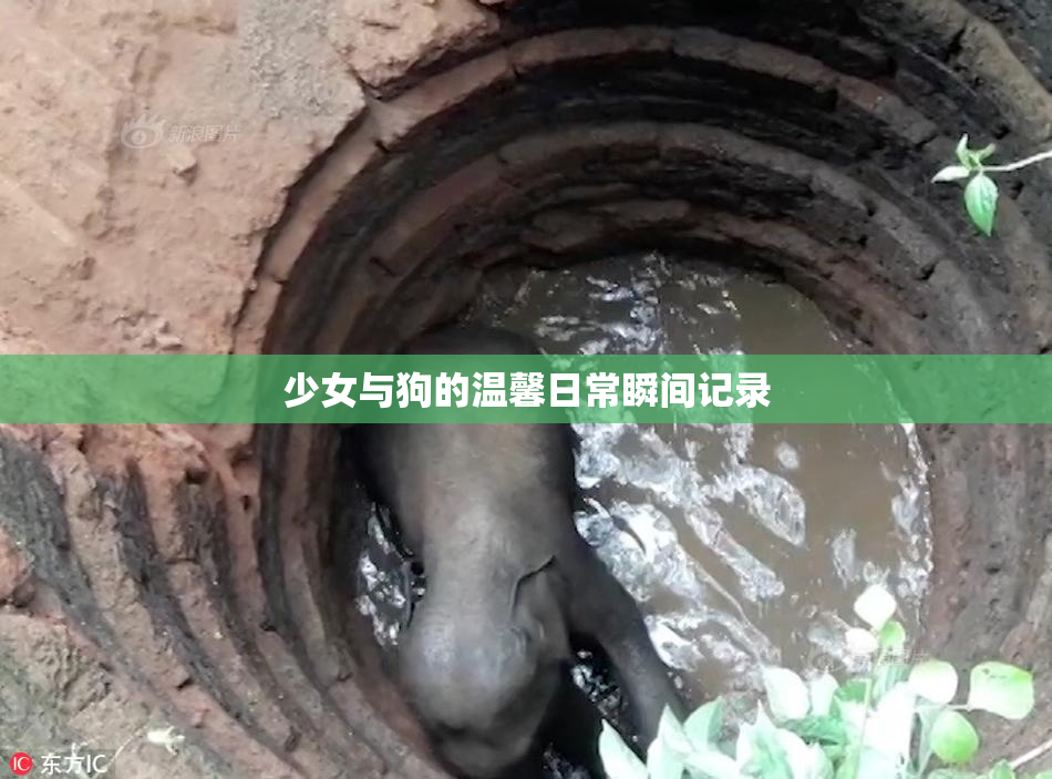 少女与狗的温馨日常瞬间记录