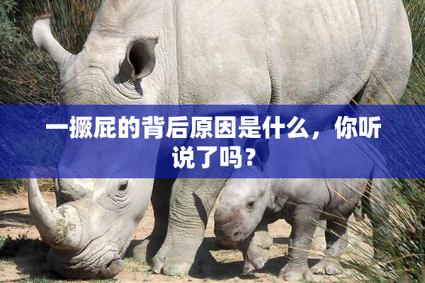 一撅屁的背后原因是什么，你听说了吗？