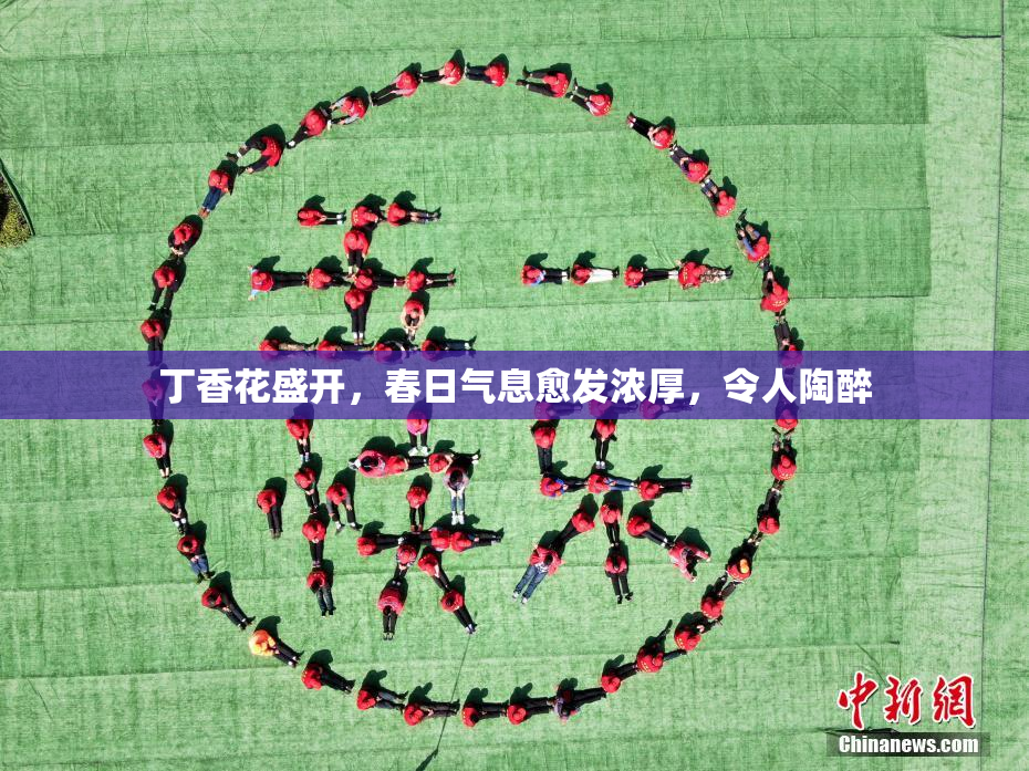 丁香花盛开，春日气息愈发浓厚，令人陶醉