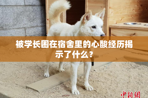 被学长困在宿舍里的心酸经历揭示了什么？
