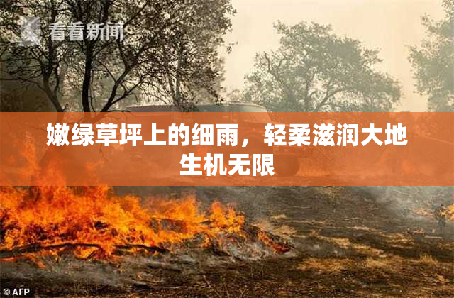 嫩绿草坪上的细雨，轻柔滋润大地生机无限