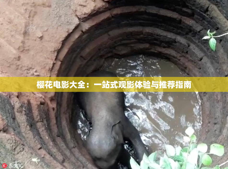樱花电影大全：一站式观影体验与推荐指南