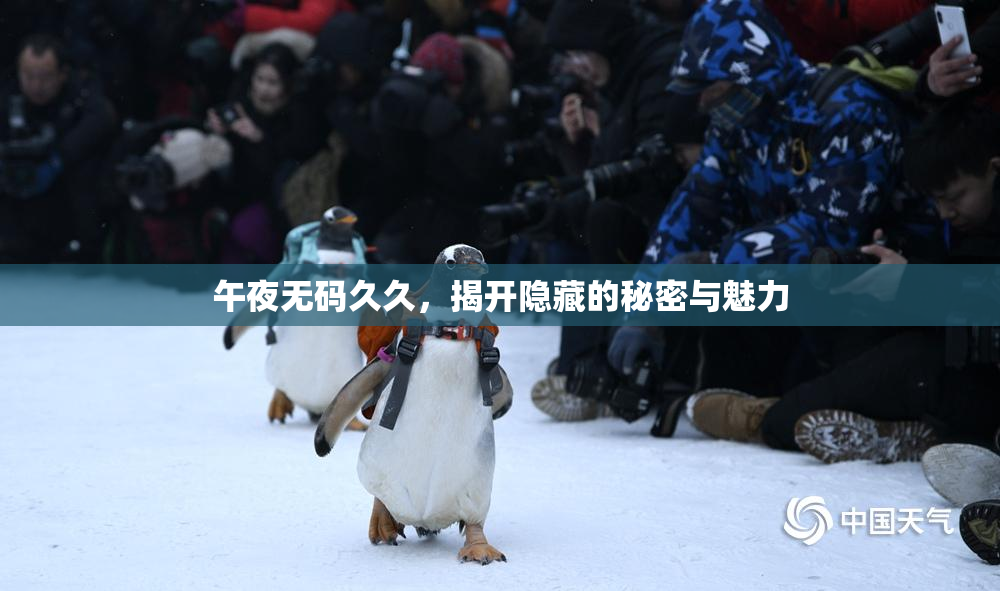 午夜无码久久，揭开隐藏的秘密与魅力