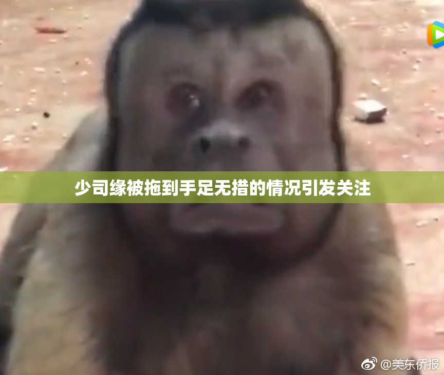 少司缘被拖到手足无措的情况引发关注