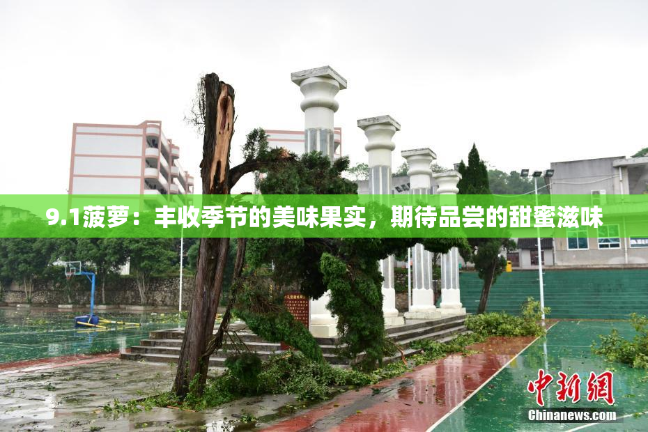 9.1菠萝：丰收季节的美味果实，期待品尝的甜蜜滋味