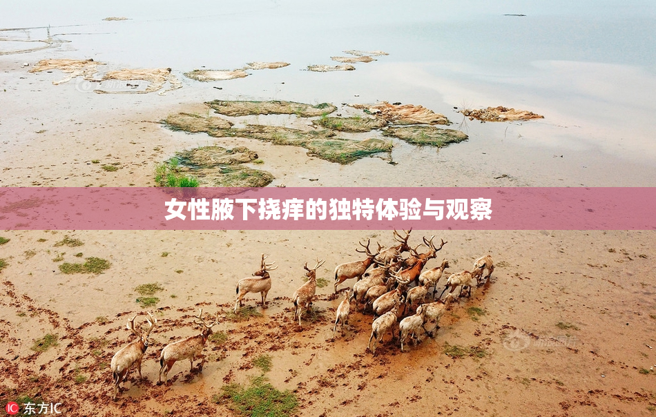 女性腋下挠痒的独特体验与观察