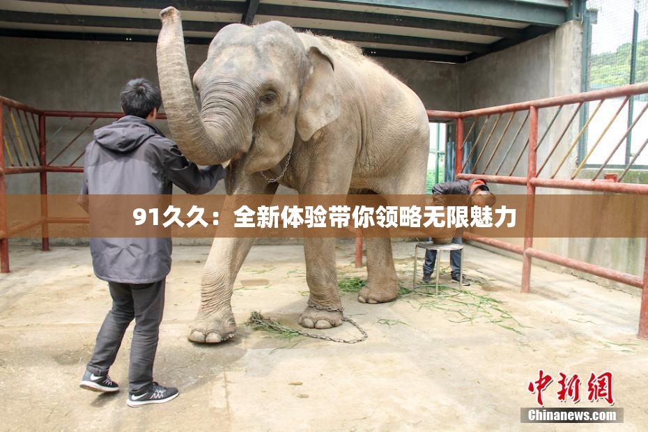 91久久：全新体验带你领略无限魅力