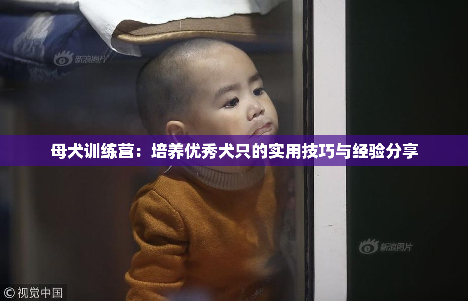 母犬训练营：培养优秀犬只的实用技巧与经验分享