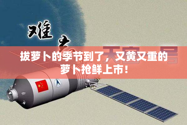拔萝卜的季节到了，又黄又重的萝卜抢鲜上市！