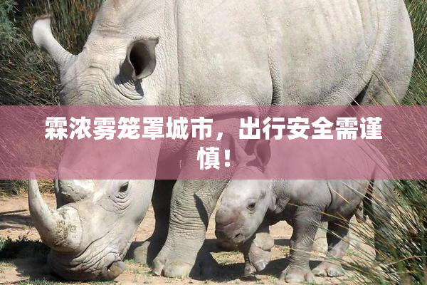 霖浓雾笼罩城市，出行安全需谨慎！