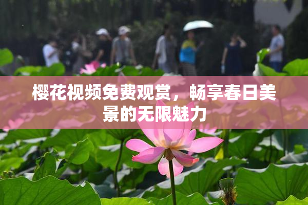 樱花视频免费观赏，畅享春日美景的无限魅力