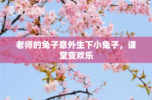 老师的兔子意外生下小兔子，课堂变欢乐
