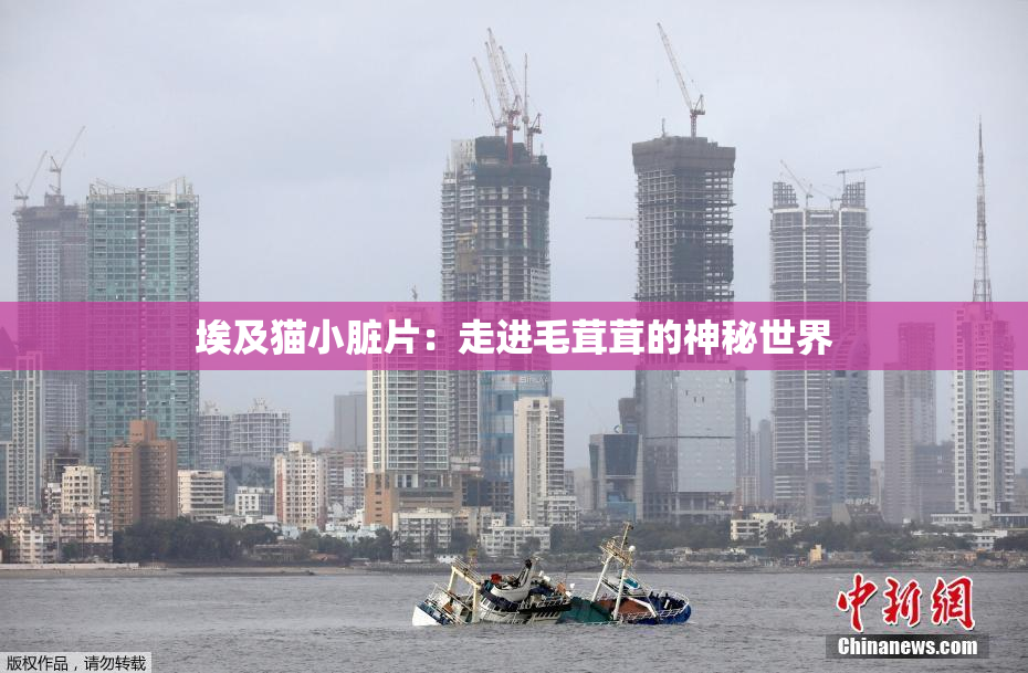 埃及猫小脏片：走进毛茸茸的神秘世界