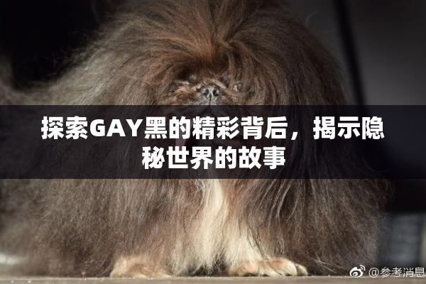 探索GAY黑的精彩背后，揭示隐秘世界的故事