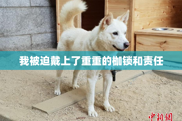 我被迫戴上了重重的枷锁和责任