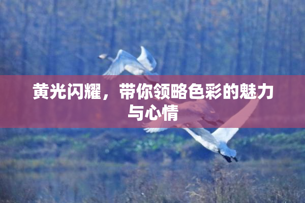 黄光闪耀，带你领略色彩的魅力与心情