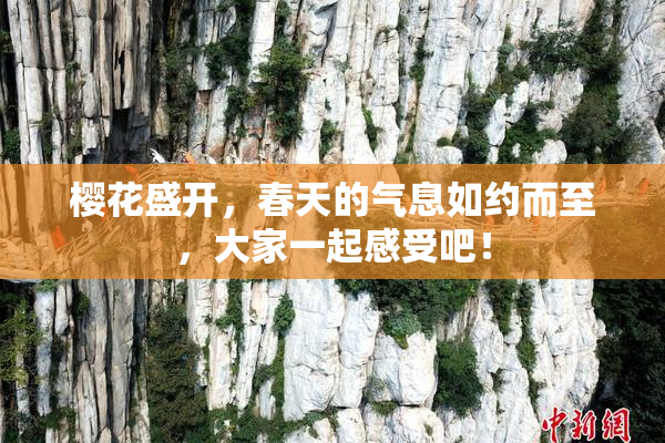 樱花盛开，春天的气息如约而至，大家一起感受吧！