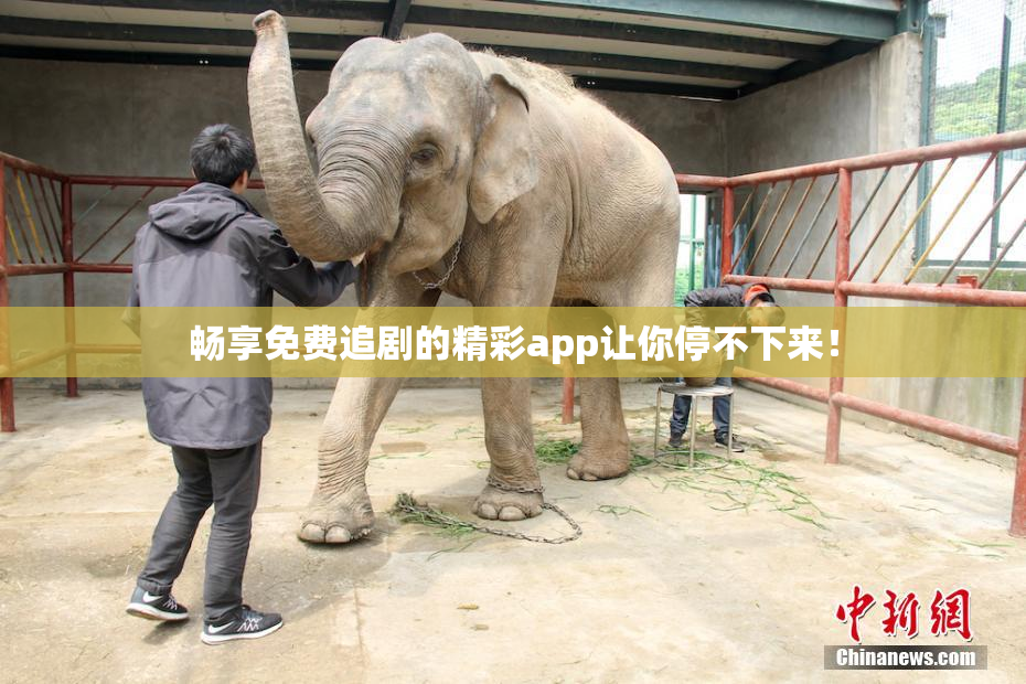 畅享免费追剧的精彩app让你停不下来！
