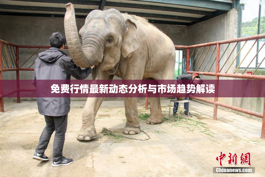 免费行情最新动态分析与市场趋势解读