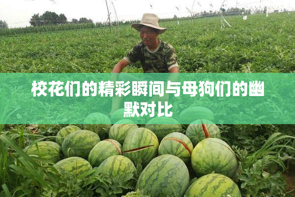 校花们的精彩瞬间与母狗们的幽默对比