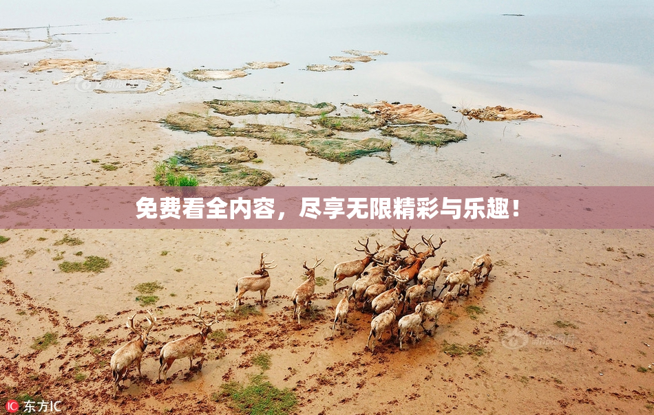 免费看全内容，尽享无限精彩与乐趣！