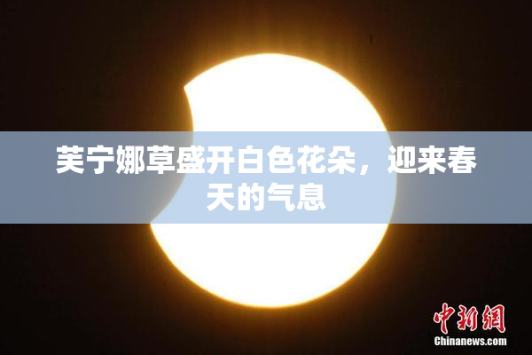 芙宁娜草盛开白色花朵，迎来春天的气息