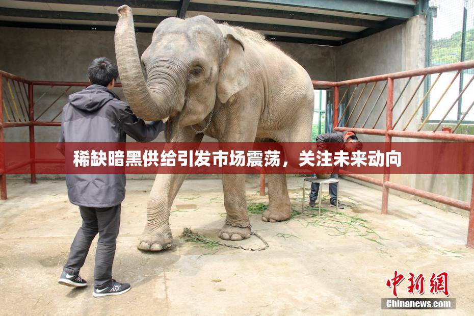稀缺暗黑供给引发市场震荡，关注未来动向
