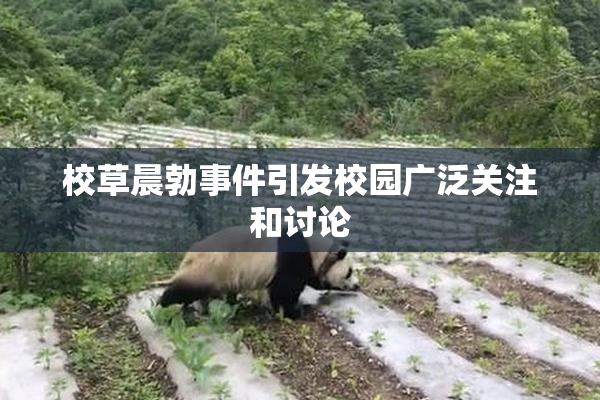 校草晨勃事件引发校园广泛关注和讨论