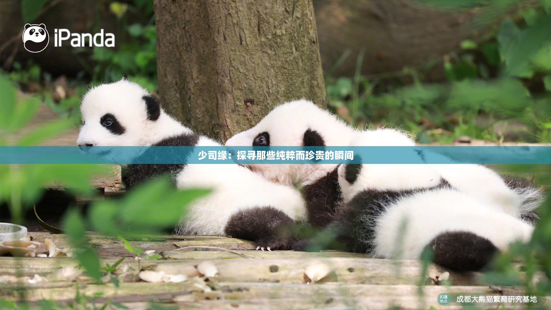 少司缘：探寻那些纯粹而珍贵的瞬间