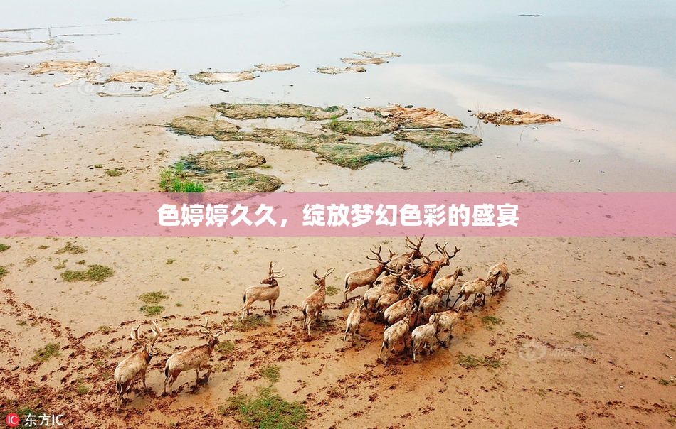色婷婷久久，绽放梦幻色彩的盛宴