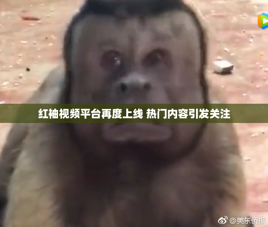 红袖视频平台再度上线 热门内容引发关注