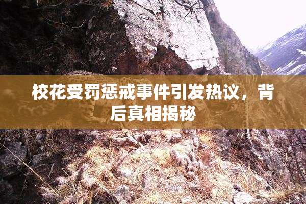 校花受罚惩戒事件引发热议，背后真相揭秘
