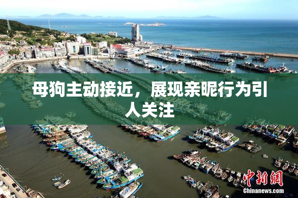 母狗主动接近，展现亲昵行为引人关注
