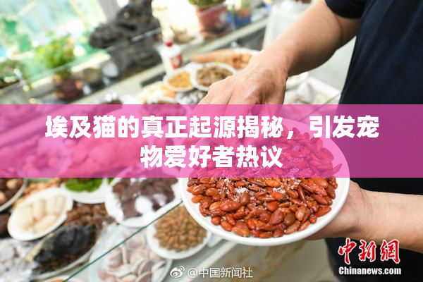 埃及猫的真正起源揭秘，引发宠物爱好者热议