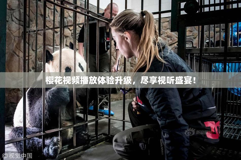 樱花视频播放体验升级，尽享视听盛宴！