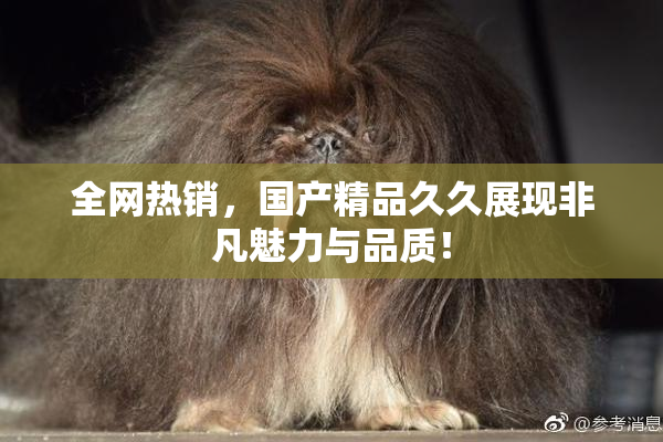 全网热销，国产精品久久展现非凡魅力与品质！