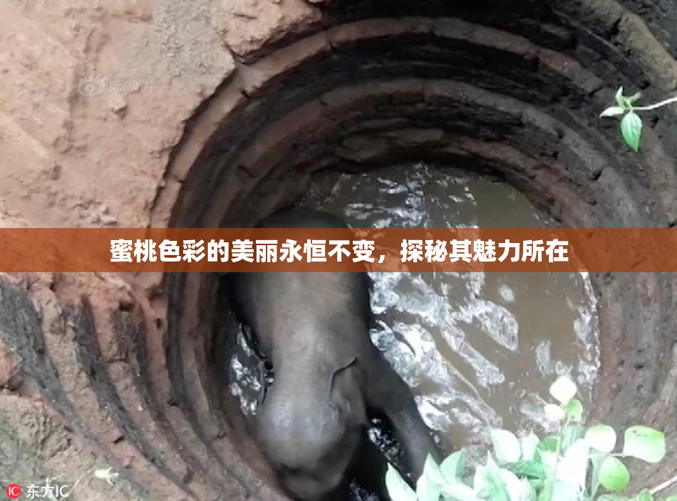 蜜桃色彩的美丽永恒不变，探秘其魅力所在