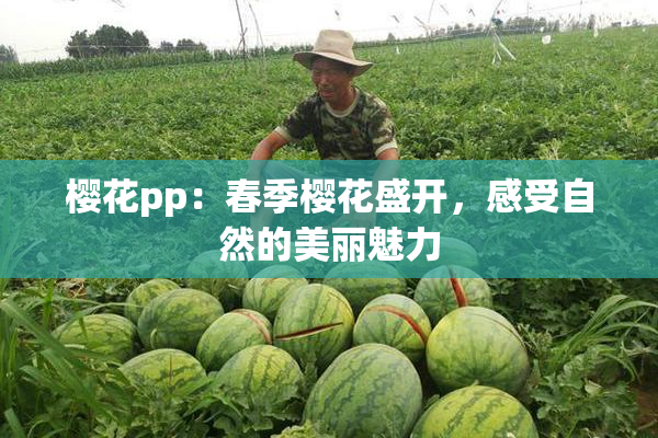 樱花pp：春季樱花盛开，感受自然的美丽魅力