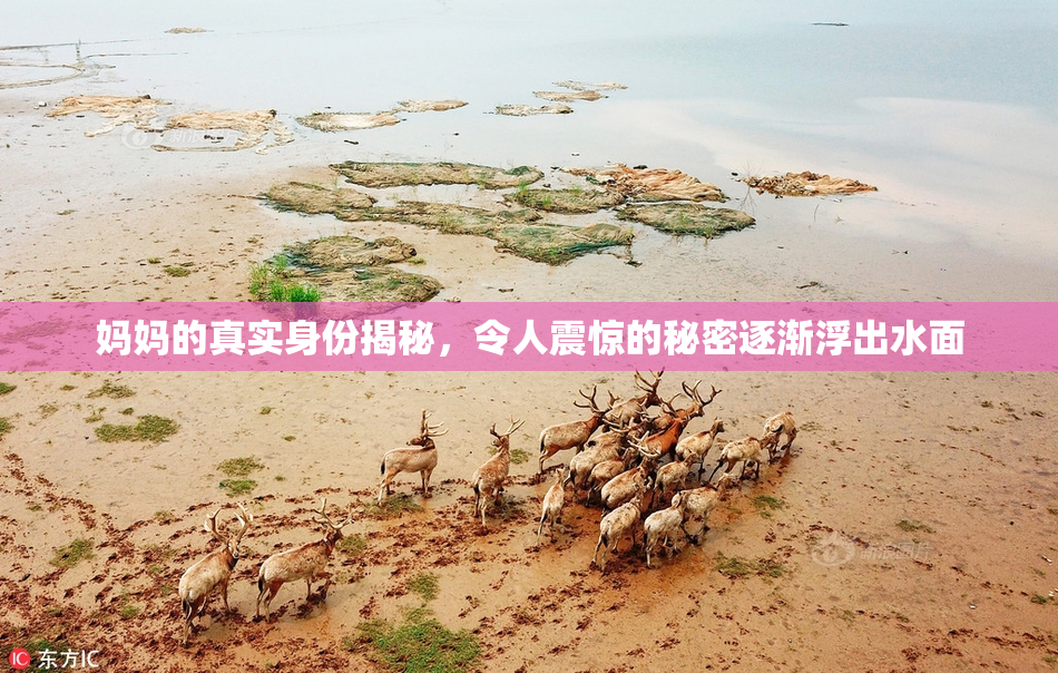 妈妈的真实身份揭秘，令人震惊的秘密逐渐浮出水面