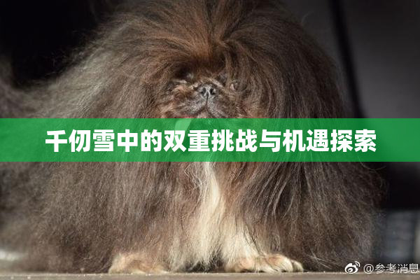 千仞雪中的双重挑战与机遇探索
