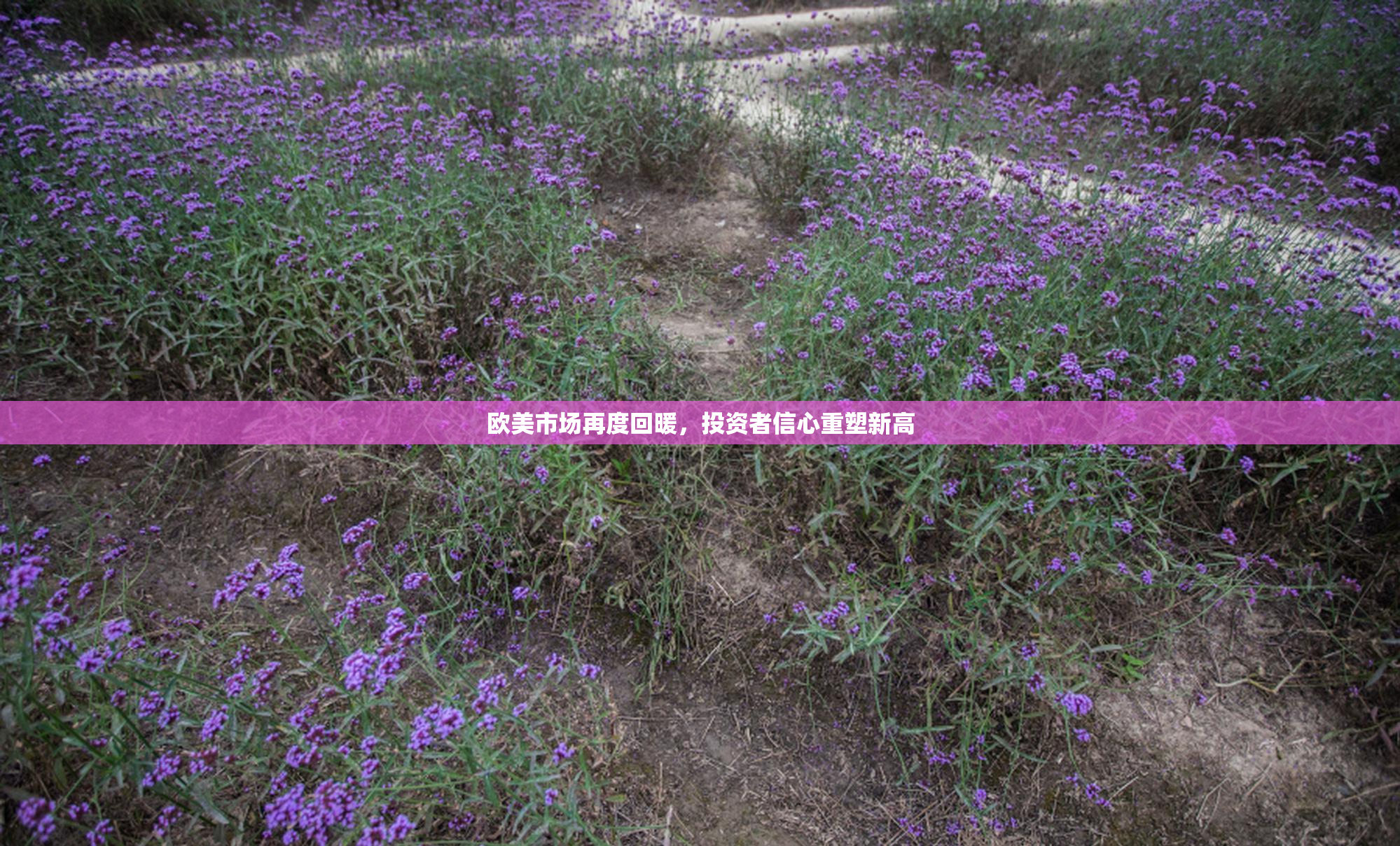 欧美市场再度回暖，投资者信心重塑新高