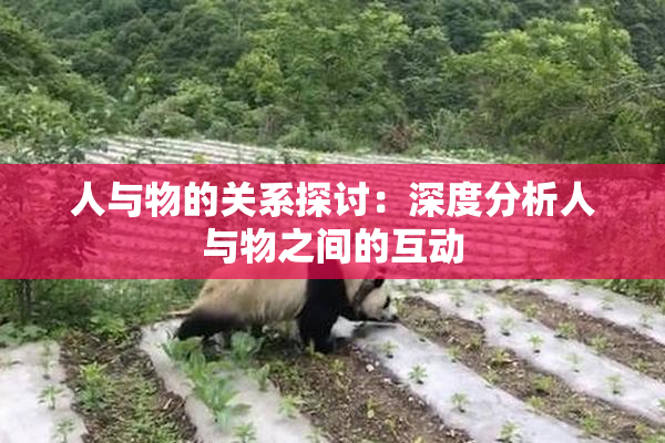 人与物的关系探讨：深度分析人与物之间的互动