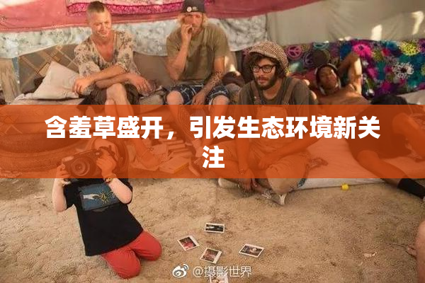 含羞草盛开，引发生态环境新关注